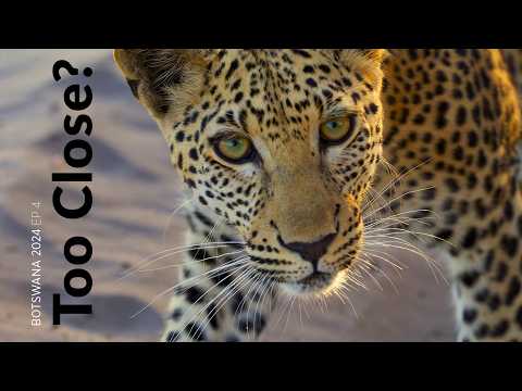 A Leopard next to our 4x4 - Botswana 2024 Wildlife Filmmaking BTS Ep4