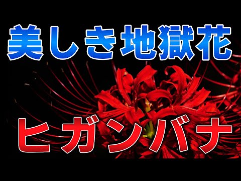 ゆっくり毒物vol.82　ヒガンバナ【ゆっくり解説】