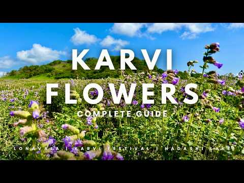 LONAVALA- Karvi Flower Festival | Bloom after 8 years? |  Complete Guide 2024  | @hungeristan