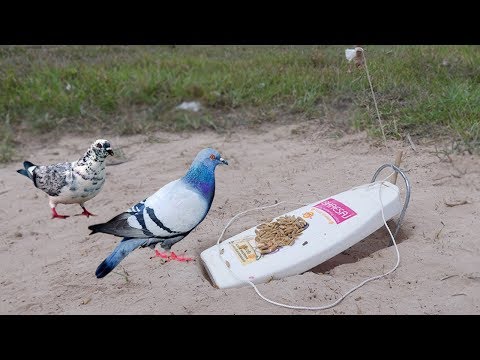 Building Easy Parrot Trap Make From BHAESAJ - Technology Parrot Trap