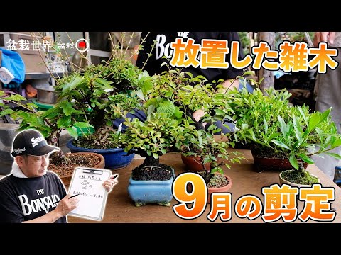 An abandoned tree. How to prune in September ~Miscellaneous trees~ [Bonsai World x Bonsai Q]