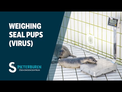 Weighing seal pups in Kleine Badjes (virus) 🦭