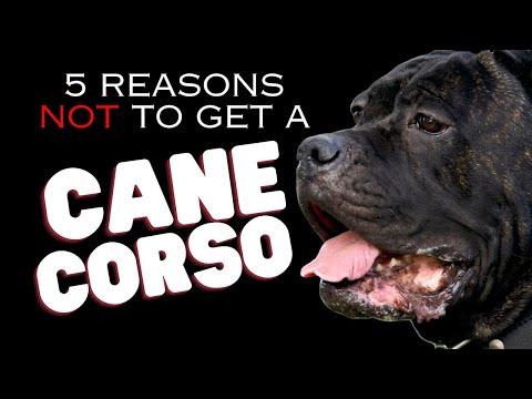 5 Reasons NOT to Get a Cane Corso - Dogs 101