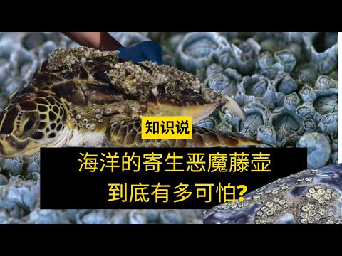 海洋的寄生恶魔藤壶到底有多可怕? - 知识说