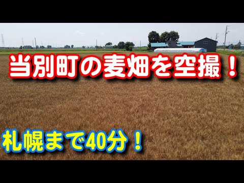 【当別町】当別町の麦畑を空撮！石狩平野は広い！