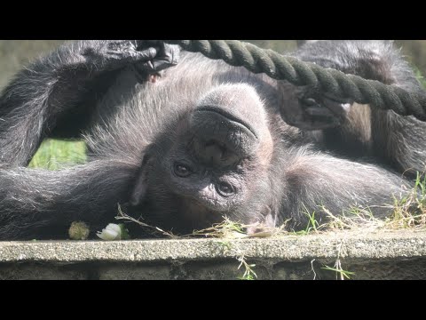 Chimpanzees named Sakura🌸　Fukuoka City Zoo Chimpanzee 202411