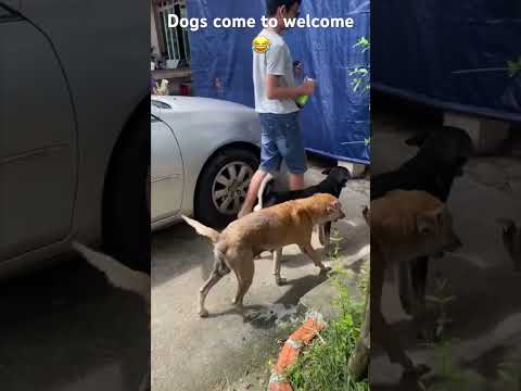 Welcome by the dogs