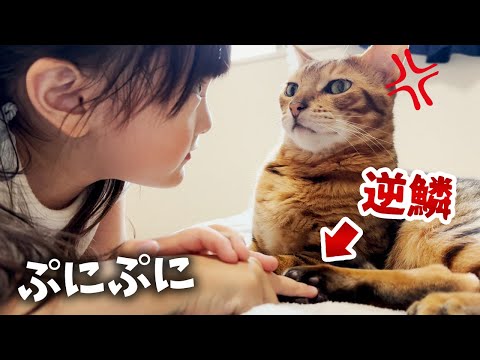 ついに噛みつき猫の逆鱗に触れる。大人が触ると絶対に噛まれる「にくきゅう」を5歳娘が触ってみたら…？