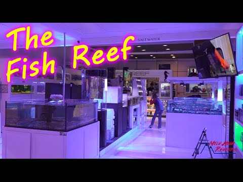 The Fish Reef Denver's Must See Fish Store