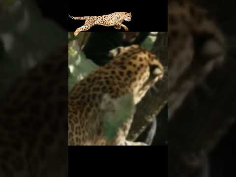 Black Panther vs Cheetah | A battle on tree