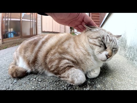 A Siamese cat with a swirly pattern is wary of humans and avoids them