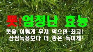 신비의 블로초👍산삼녹용 보다 더좋은 녹미체👍 "톳"의 효능을 바로 알자.톳 은 5분 삶아줘야👍톳의 효능,