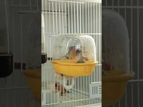 exotic finches enjoying their bath #birds