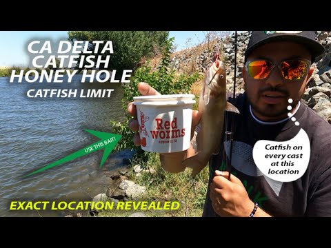 CATFISH Honey Hole For Easy LIMIT In California DELTA‼️ #catfish #fishing #fish #funny #delta #new