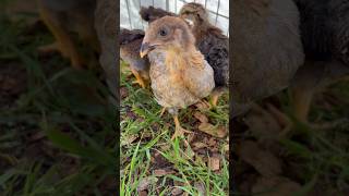 Chicks get to play outside! #happychickens