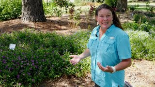 Get It Growing: Wishbone flower fills shade gardens with color