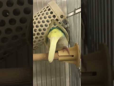 おしり向けてくるインコ #shorts #セキセイインコ #budgie #かわいい #すいちゃん #おしり