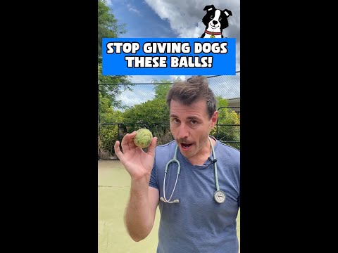 Dr Evan - Why Tennis Balls are bad for your DOG?🐶