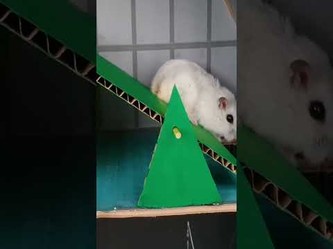 Hamster escapes the Rainbow maze Part 6 #shorts