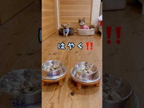 やっぱ鯛ごはん🐟うめぇわ🐶💕🐶