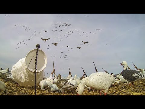 Snow Goose Hunting: "Get Em" - Fowled Reality