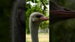 Ostriches - Speed and Grace of the Savannah #animals #rescue #shortvideo