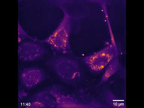 Uptake of fluorescently-tagged polystyrene spheres by salmon skin cells