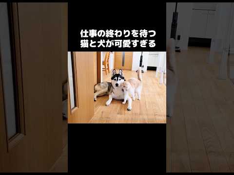 飼い主の仕事が終わるまで待ってる猫と犬の行動がかわいい