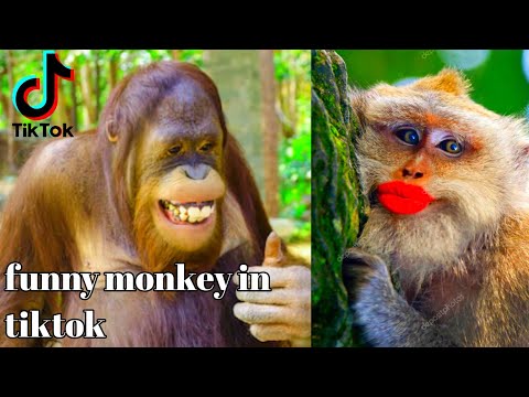 funny animal tiktok videos || fun superfast