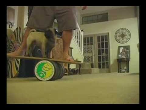 PUGS and Indo boards