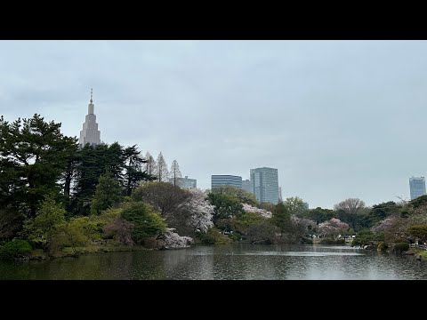 2024新宿御苑の桜を撮るvlog