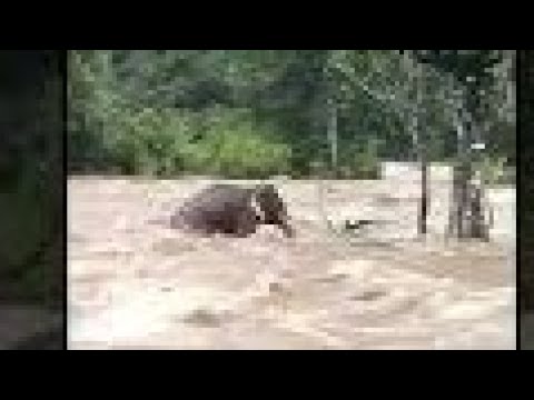 Elephant trapped in flood-River|Kerala|Rain in Kerala