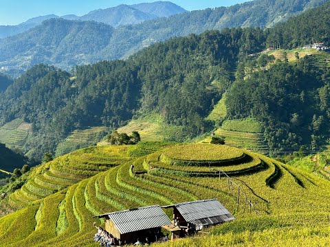 Mù Căng Chải mùa lúa chín  - Yên Bái by Phượt KCN