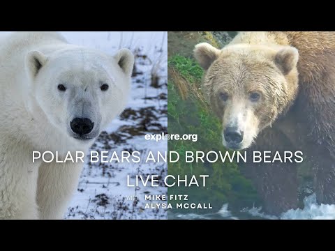 (Not So?) Distant Cousins - Polar Bears and Brown Bears | Tundra Connections