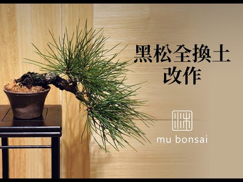 春∣小品黑松Ⅱ 全換土樹型改作∣請打開字幕 mu bonsai 茉莉愛草