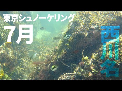 ＃２７西川名でシュノーケリング（2017年7月）【東京シュノーケリング】