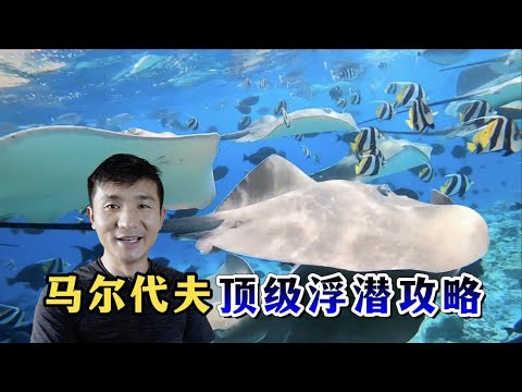 《环球探海记》马尔代夫 第23天：这里简直就是马代浮潜的天花板，太壮观了！ #马尔代夫 #旅行攻略 #旅行 #赶海 #旅拍 #浮潜