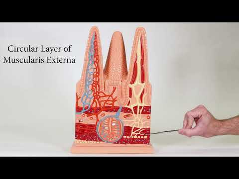 Intestinal Villi Model