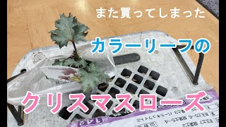 【ガーデニングDIY】カラーリーフのクリスマスローズ購入