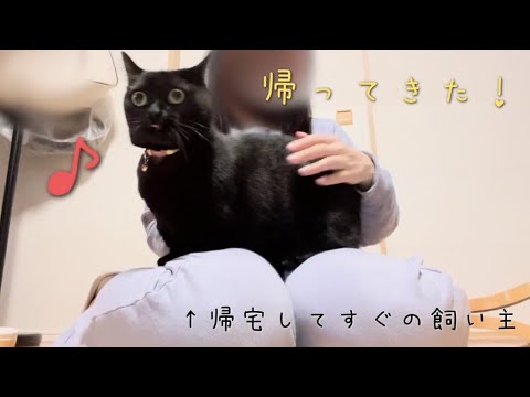 飼い主が帰ると膝の上に乗って甘えに来てくれる黒猫