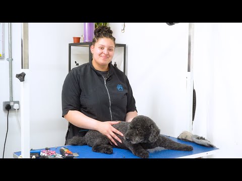 Grooming a Senior Dog - A Gentle Approach | Dog Grooming Tutorial