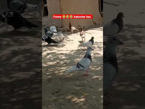 Funny 🤣🤣🤣🤣 kabootar baz #kabootar #sadstatus #lovestatus #pigeonstatus #funny #beautiful#shorts