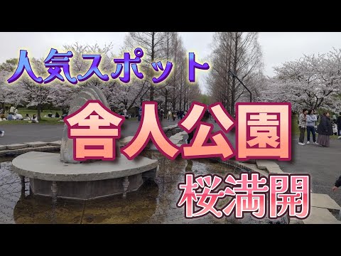 都内人気スポット｜舎人公園のほぼ満開の桜・お花見を楽しむ様子をご覧ください