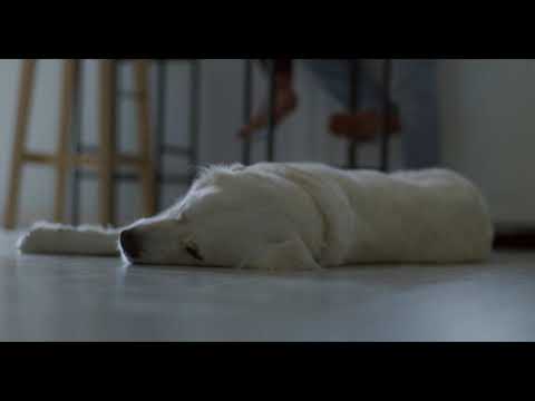 Dog Napping | Copyright Free Video Footage