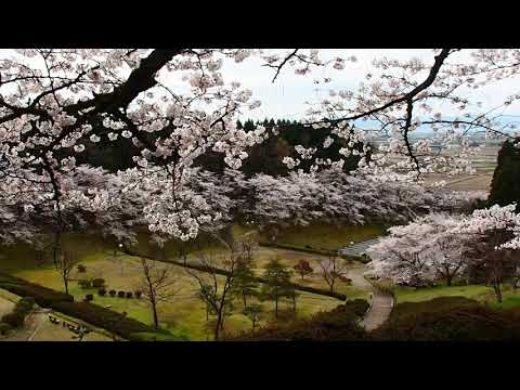 高岡水道つつじ公園2019 4 12