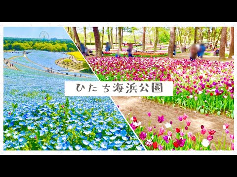 [Vlog]Let's go see Nemophila. I love flowers[AibaUiha/Nijisanji]