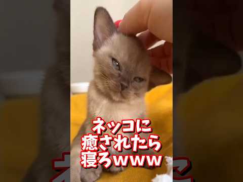 ネッコの動画で癒されたら寝ろｗｗｗ　#2ch #2chまとめ 動物スレ #2ch面白いスレ #動物 #犬 #猫 #癒やし #ねこ動画