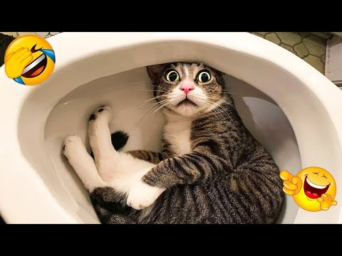 Funniest Dog And Cat Videos - Best Funny Animals Videos 2023😇#8