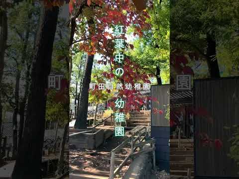 【町田自然幼稚園】紅葉中の幼稚園