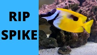 Foxface fish death - RIP Spike